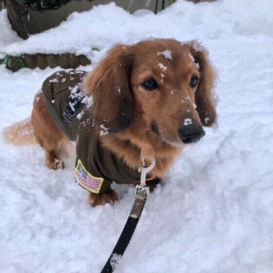 愛犬との雪道散歩や雪遊び、楽しむための注意点とは