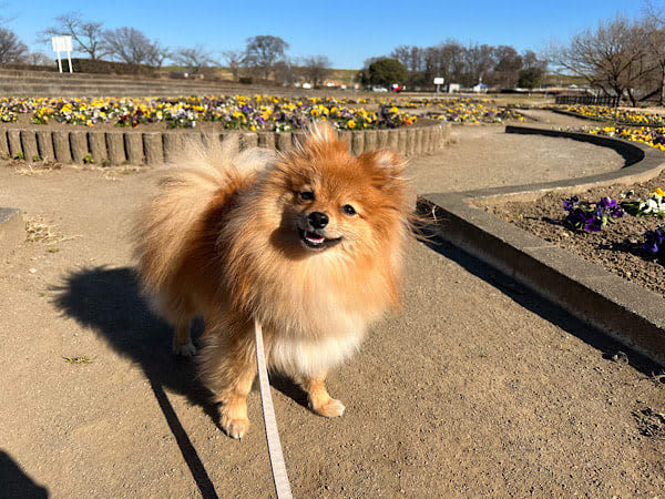 [Toda] Go out with your dog on warm days ♪ Dog run and walk at "Saiko Doman Green Park"