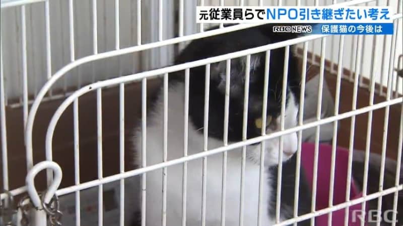 【続報】保護猫 約500匹を元従業員らが受け入れつつ立て直し目指す　沖縄