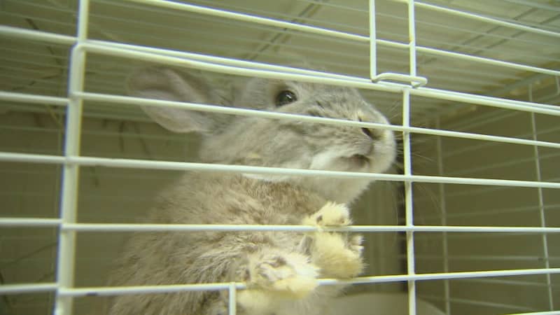 Behind the popularity, there are also social problems…Current status of rabbit protection