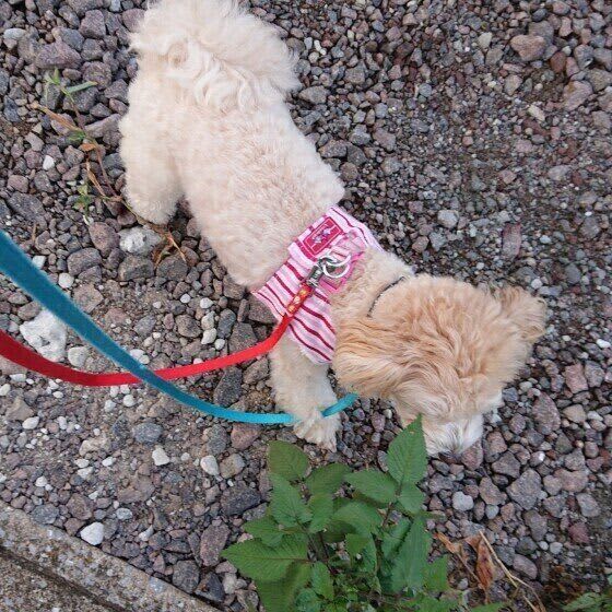 「ダブルリード」使ってる？　突発的な動きをする犬の命を守るもの
