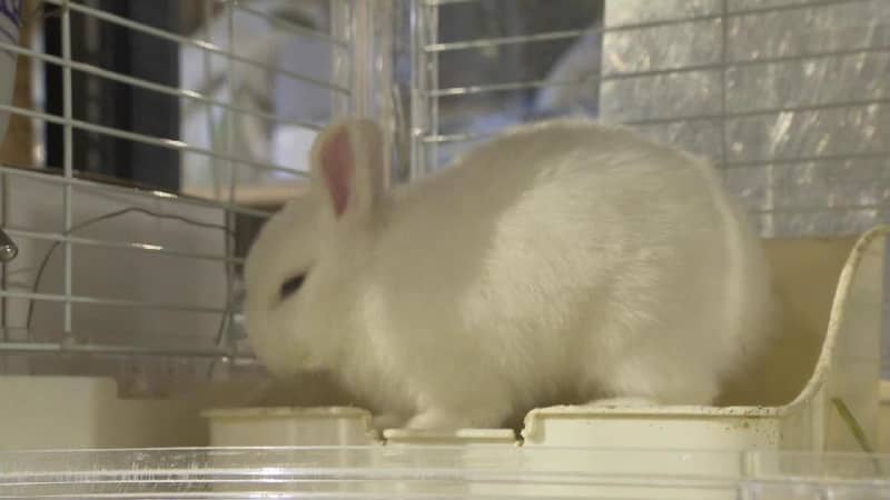ペットとしてのウサギが人気が急上昇！…一方で小学校からウサギ小屋が消えた？どうして？　北海道