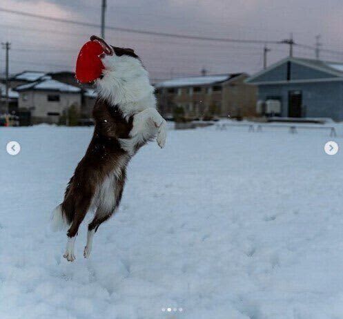 雪の上ではしゃぐ犬たち　雪遊びをする際の注意点も解説