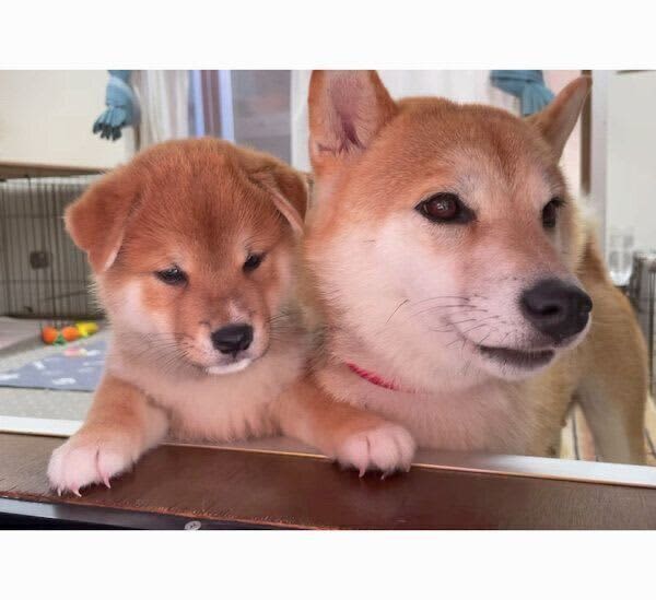 垂れ耳がかわいい柴の子犬、およそ半年後には→飼い主が「俵のようにデカい」と感じる成長に…
