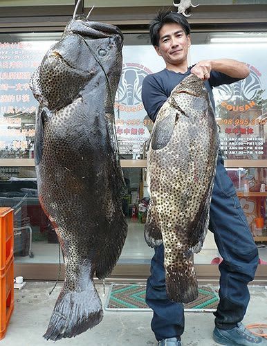 142 cm Ara at Ginama Fishing Port