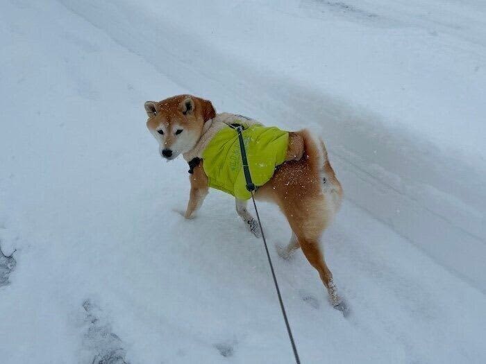 「えー、まだ遊びたい！」大寒波到来でふわふわサラサラの雪を楽しむ柴犬マロたん、遊び足り…