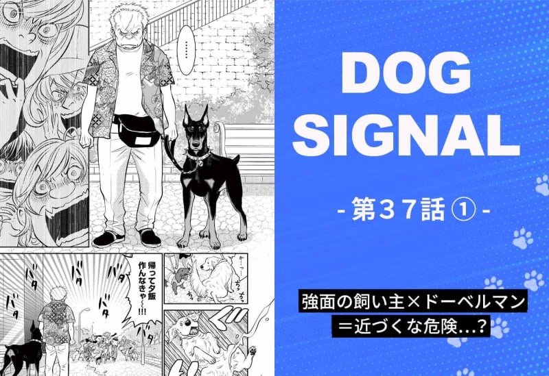 [Latest story] "DOG SIGNAL" Episode 37 1/4 Is Doberman a strong dog?