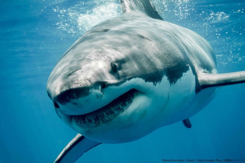 A 12-year-old boy catches a great white shark.