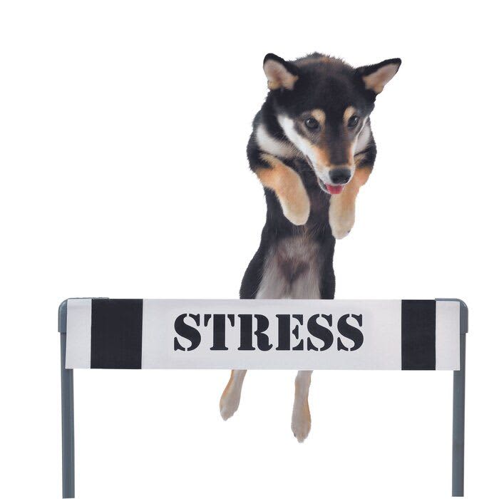 メンタルが強い犬になれる！ 犬のストレス耐性をあげるには？