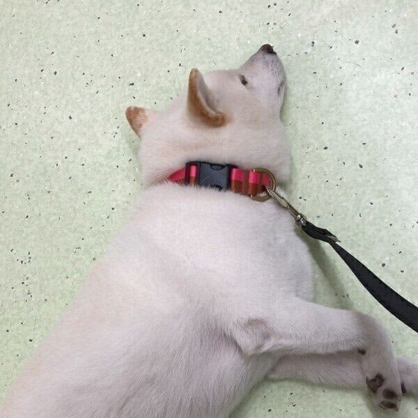 柴犬の「大物っぷり」に爆笑！　動物病院の待合室で寝てしまう犬の心理｜獣医師解説