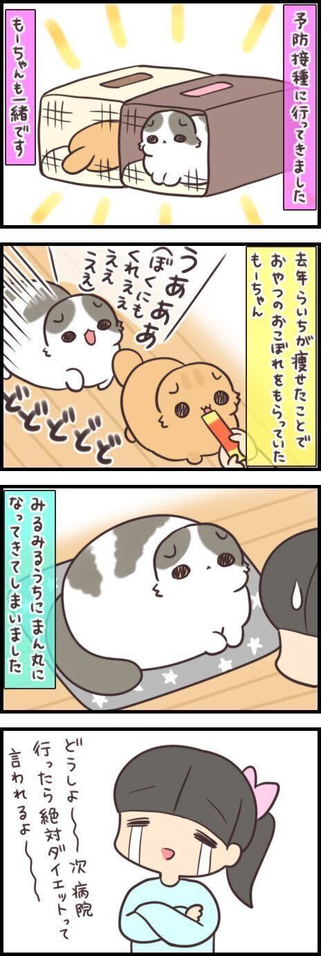 猫も人間も体重管理には敏感になるもの【連載】もふもふスコたん#263