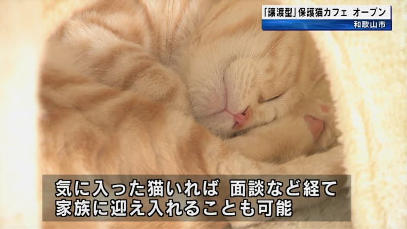 「譲渡型」保護猫カフェ　和歌山市にオープン　気に入った猫がいれば面談などを経て家族として迎え入…