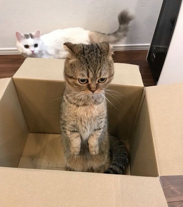 箱に入る兄猫の背後から“熱い視線”を送る弟猫　「なにか」が起きそうな光景の結末にほっこり