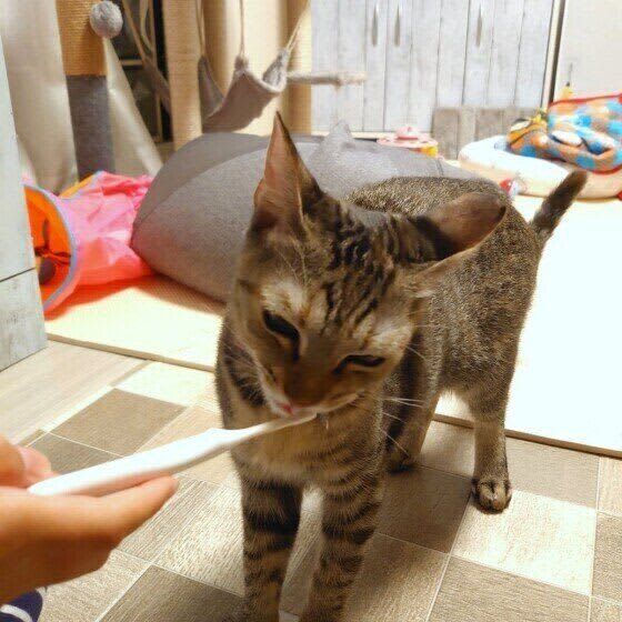 3才以上の猫の約8割に口に健康課題あり　猫のオーラルケアの頻度と方法は