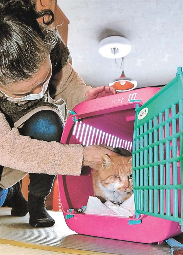 猫の保護活動へ　會津ねこ守りの会結成　福島県会津地方