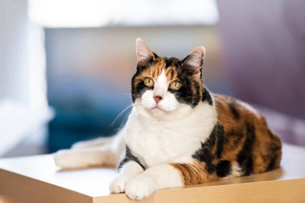 【獣医師が解説】猫に多い「がん」と、かかりやすい傾向の猫