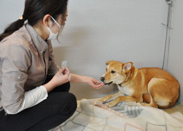 保護犬の譲渡活動 CFで支援を　岡山のペットショップ 飼育費募る