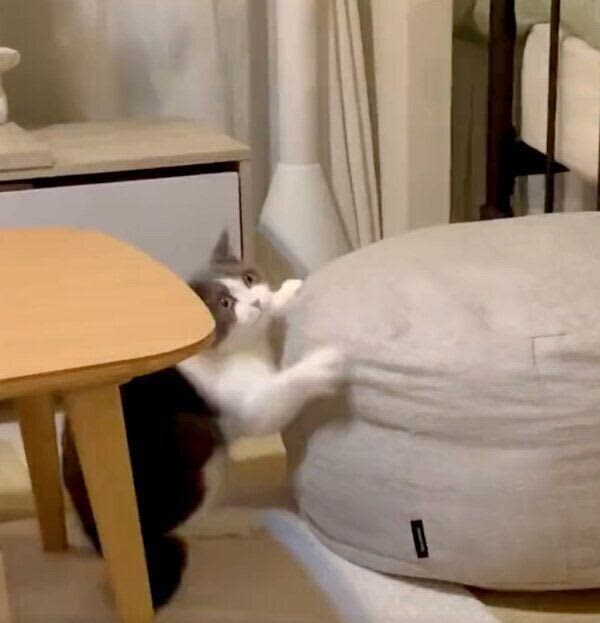 見えない「なにか」に向かって『ナゾの戦い』を挑む猫　可愛い行動にクスッとする