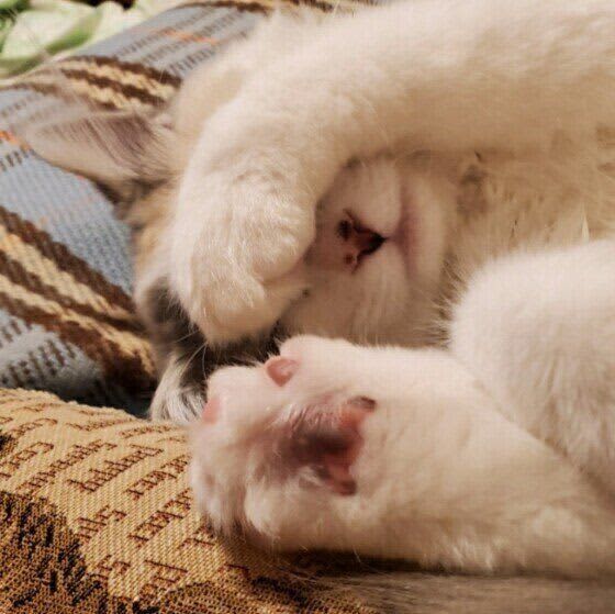 猫が前足で「目隠し」するのはなぜ？　かわいい猫の目隠しポーズをご紹介