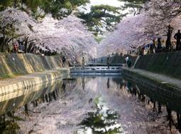 「桜の名所を守って」3千万円、市民から寄付　「夙川の美しい景観に感銘受けた」西宮市に匿名で