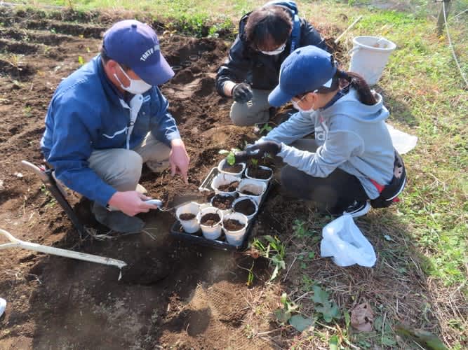 Oyamadairi Park A Little Volunteer Event held on Sunday, February 2th!Cherry blossoms blooming in Oyamadairi Park of the future…