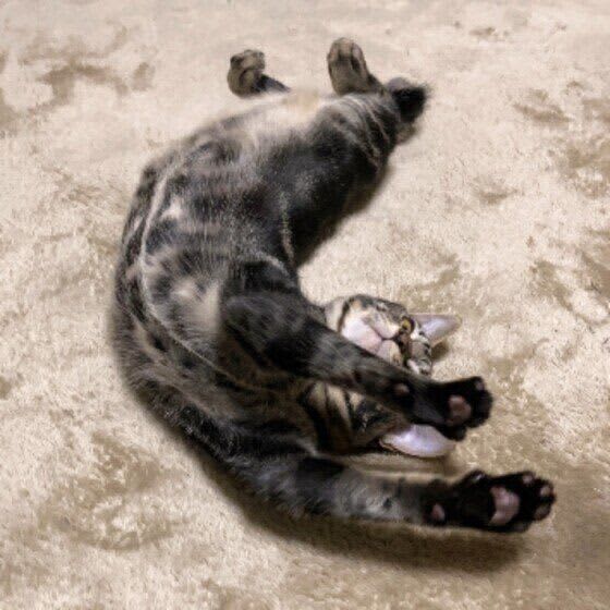 ふみふみ・ゴロゴロ・のびーっ　猫がよくするしぐさの心理