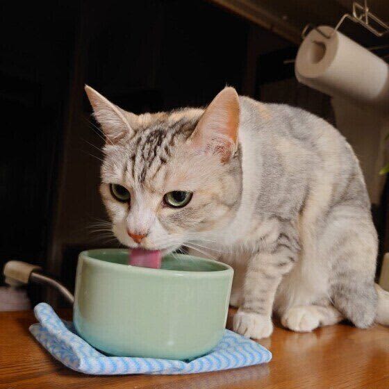 猫の水飲み器の選び方や置き方　積極的に飲んでくれる工夫とは　専門家にきいた