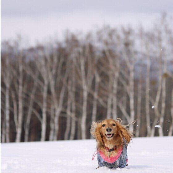 凍結した冷たい路面や薬剤にも注意！ 犬と歩く冬散歩の注意点
