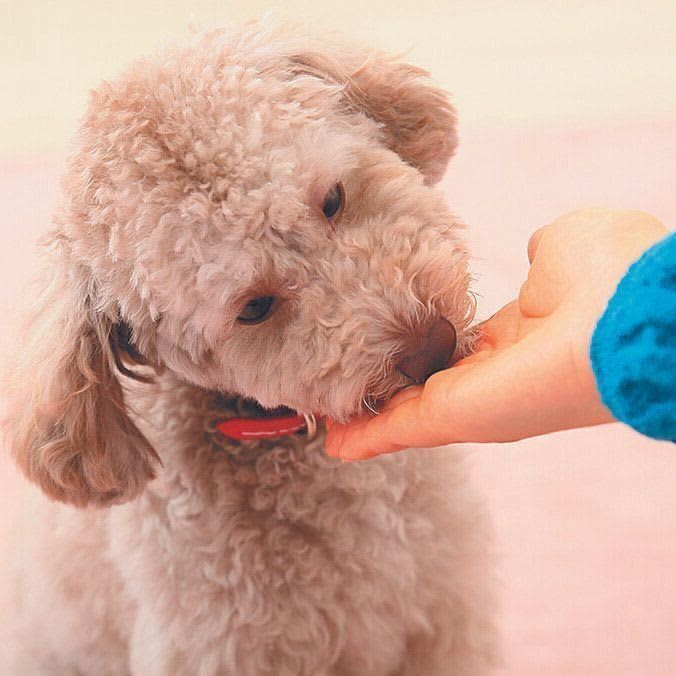 １才までの子犬に”飼い主が好きになってもらう”には？絶対やるべき２つのこと