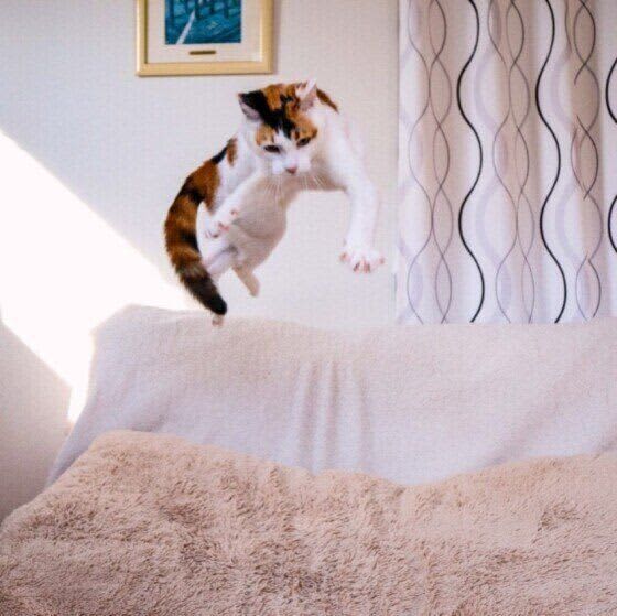 華麗でダイナミック！　猫の「ジャンプ力」の秘密