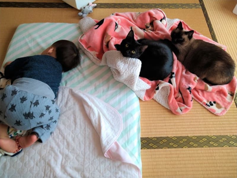 新たな家族を迎えた「赤ちゃん見守り隊」は２匹の猫【猫の日投稿企画】