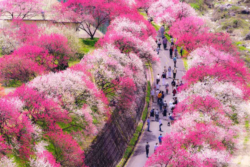 長野・月川温泉＆昼神温泉　花桃の里、赤・白・ピンクの花桃が5000本！4月11日から花桃まつり…