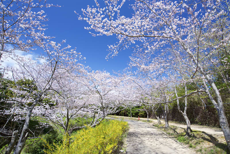 "Yukai Resort" where you can easily enjoy cherry blossoms and hot springs on Wakayama / Nanki Shirahama Onsen "direct round-trip bus (JR Kyoto / Shin-Osaka Station)"