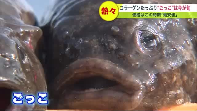 “布袋様”に似た魚? “ごっこ”は今が旬で最安値!! コラーゲンたっぷりでぷるっぷる 北海道南…