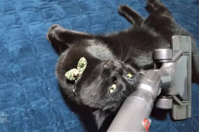 「掃除機かけてー」掃除機に吸われるのが大好きな猫【猫の日投稿企画】