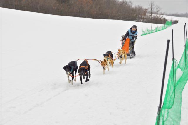 「人犬一体」で冬の飛行場疾走　福島市ふくしまスカイパークで「犬ぞりレース」