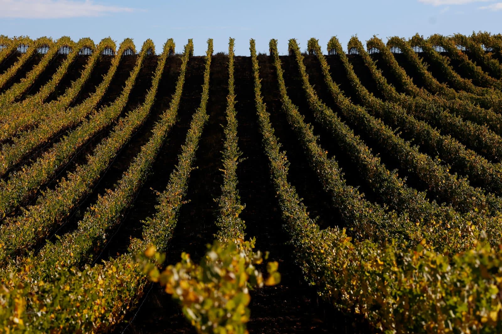 中国の「飲酒禁止令」、米ワイン業界に打撃 25年の輸出は3割減