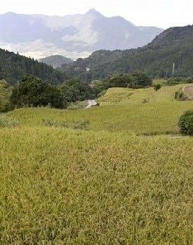 大作山の棚田