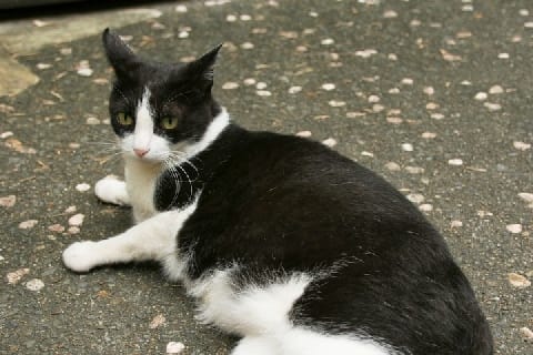 猫