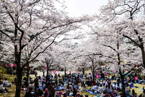 花見は毎年している 酒を飲む口実に桜を使うな との批判も 桜で有名な公園などは 毎年 花見客で賑わっている 桜を見ないで ただ宴会がしたいだけとの声もあるが チバテレ プラス