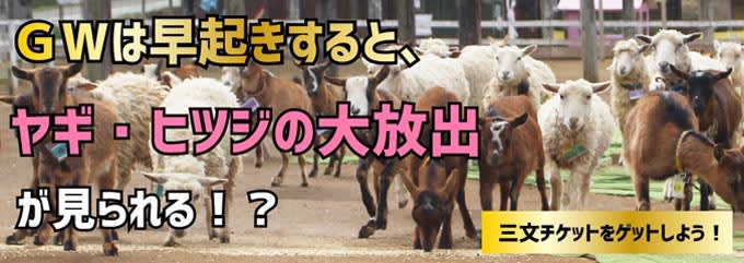 ヤギとヒツジ　似ているけど違う個性とは？