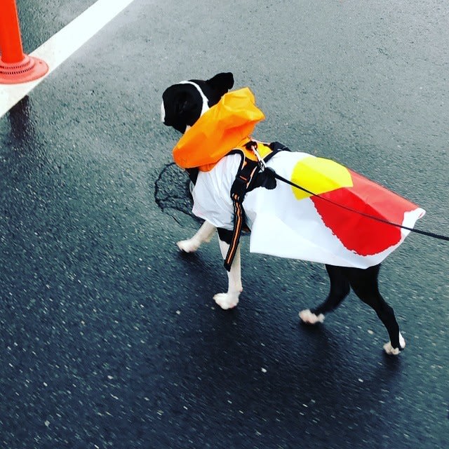梅雨入りで外出イヤ、でも犬の散歩が...　「ペットの雨具」で飼い犬もストレス軽減
