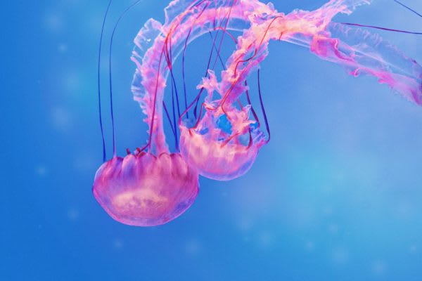 『情熱大陸』クラゲ水族館館長に密着　同じ道を志す娘に注目集まる　『情熱大陸』（TBS系）では、クラゲ水族館の館長に密着し、クラゲに捧げる思いに迫った。
