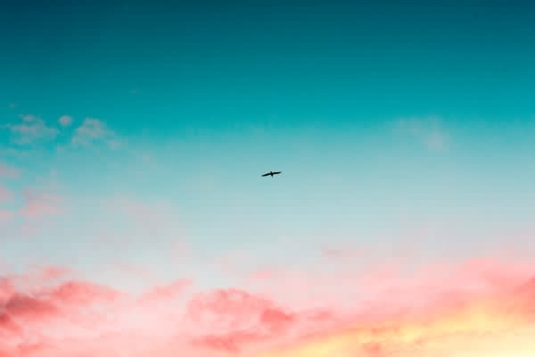 運気上昇の前触れ？　鳥の夢を見る理由