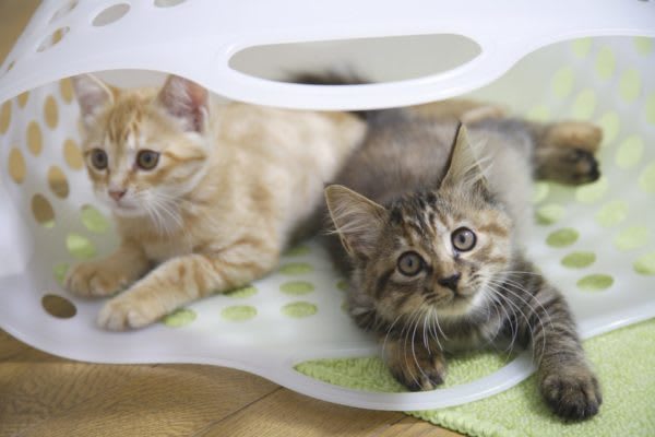 無邪気な姿にほっこり？　猫の動画を観るのが好きな人の割合は…　猫のかわいい動画をみて癒されている人もいるようだ。