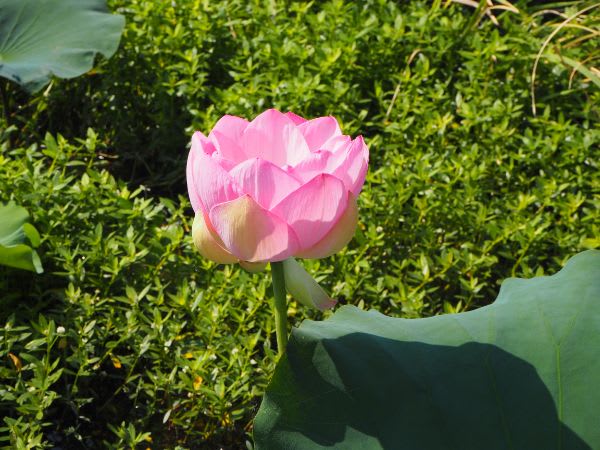 夏限定！我孫子・手賀沼の小池の蓮見船。間近で楽しむ蓮（ハス）の花
