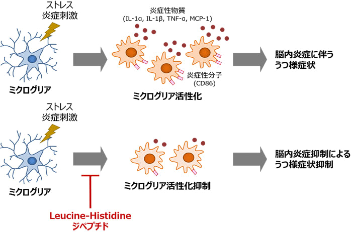 食品にも含まれるペプチドがうつを改善　神大などの研究