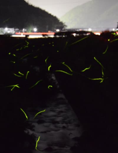 ゲンジボタルが飛び交う内野川