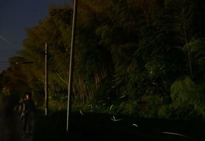 水越川沿いを乱舞するホタル=御船町(15秒露光)
