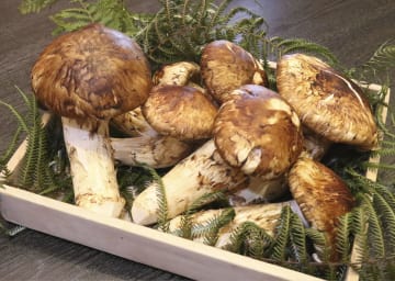 Matsutake